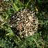 Garlic Chives
